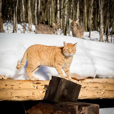 Romanowka Quarto em Acomodações Particulares Raszow