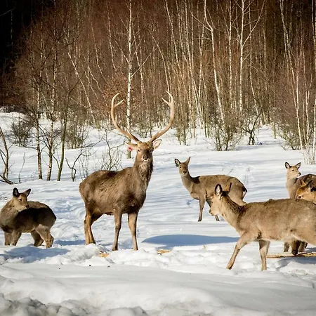 בית אירוח Romanowka