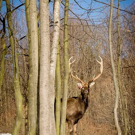 Romanowka בית אירוח Raszow