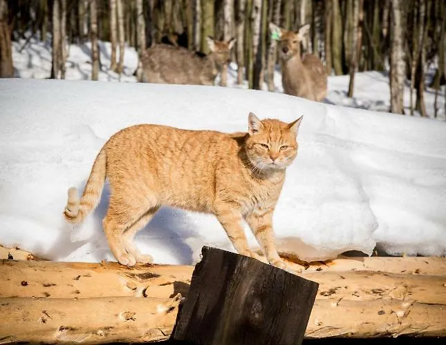 Romanowka ホームステイ Raszow