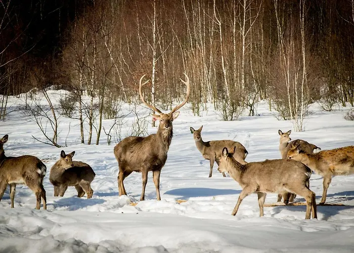 ホームステイ Romanowka