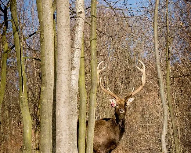 Romanowka 홈스테이 Raszow